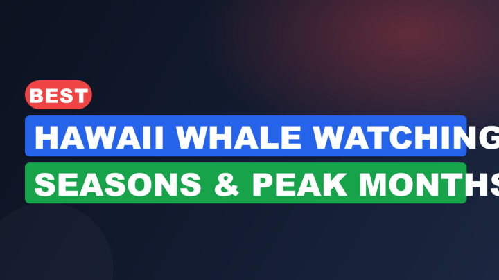 Best Hawaii Whale Watching Seasons & Peak Months