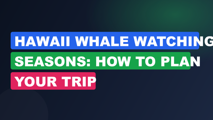 Hawaii Whale Watching Seasons: How to Plan Your Trip