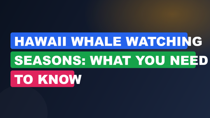 Hawaii Whale Watching Seasons: What You Need to Know